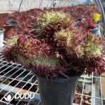 Aeonium Golden Chrysanthemum Cristate - Image 3