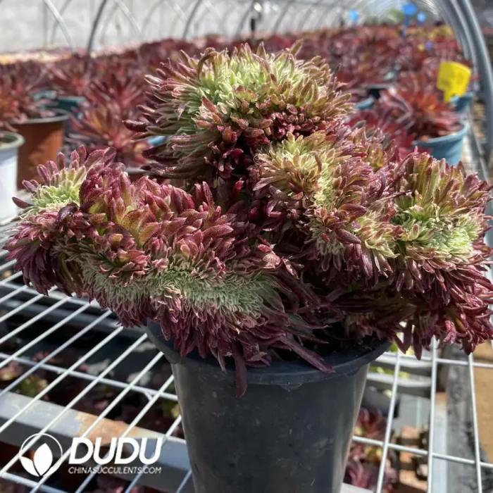 Aeonium Golden Chrysanthemum Cristate - Image 3