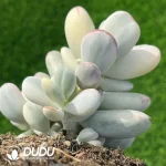 Cotyledon Orbiculata cv. Variegated - Image 2