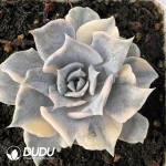 Echeveria lilacina Variegated