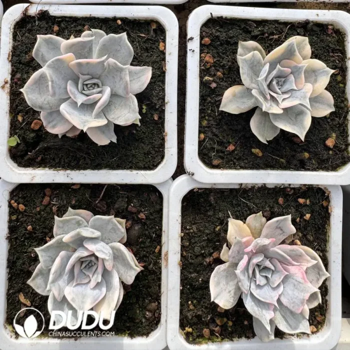 Echeveria lilacina Variegated - Image 2