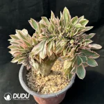 Aeonium Yanzi var. cristata