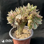 Aeonium Yanzi var. cristata - Image 2