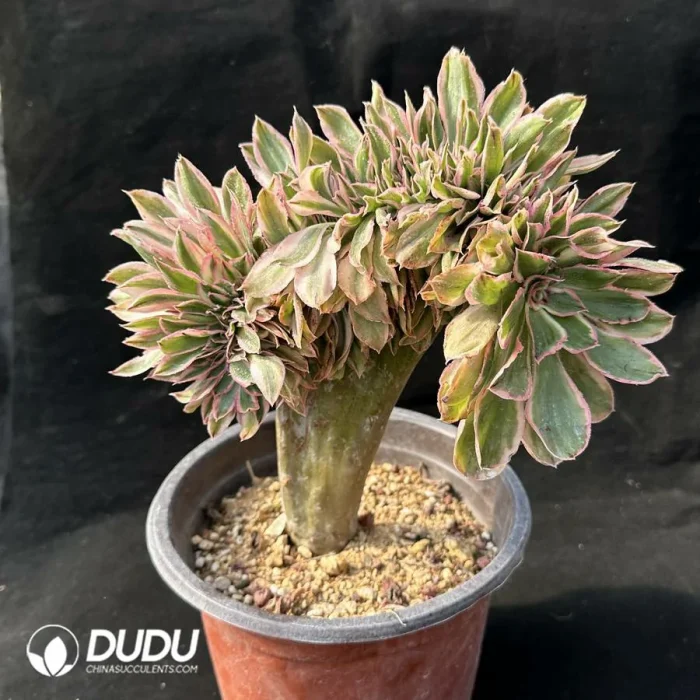 Aeonium Yanzi var. cristata - Image 2