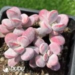 Cotyledon Orbiculata cv Variegated Clustering