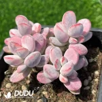 Cotyledon Orbiculata cv Variegated Clustering - Image 2