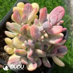 Cotyledon Orbiculata cv Variegated Clustering