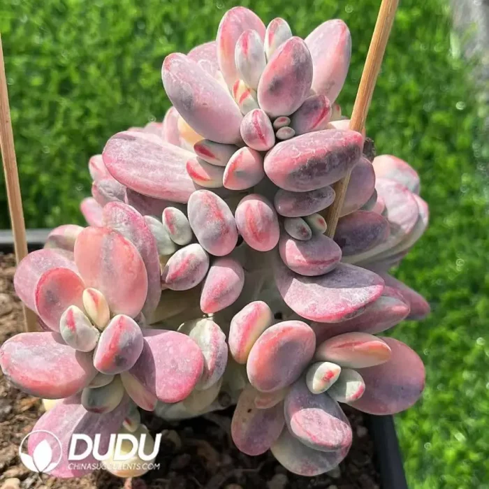 Cotyledon Orbiculata cv Variegated Clustering - Image 2