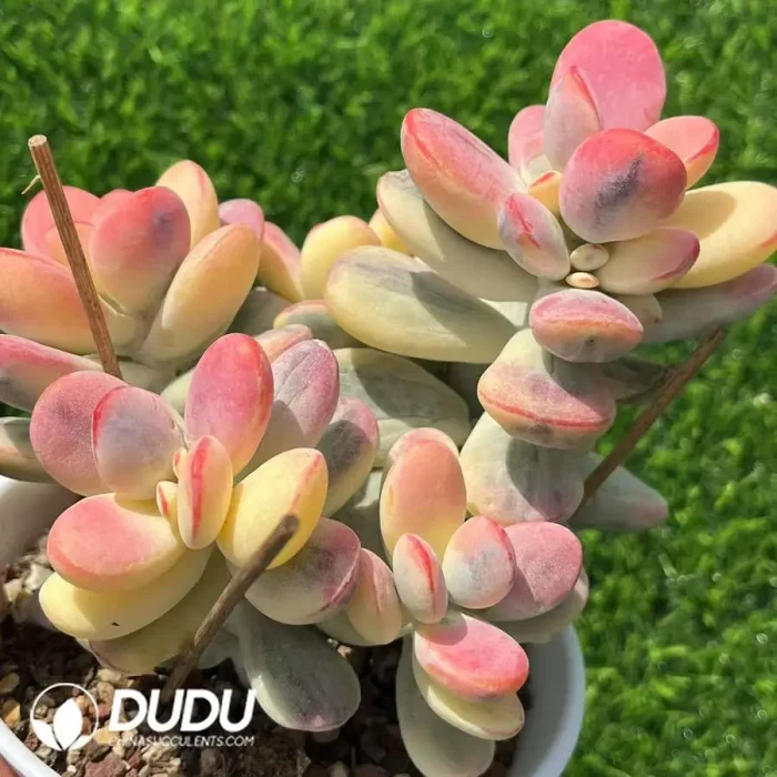 Cotyledon Orbiculata cv Variegated Clustering - Image 2