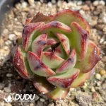 Echeveria Red Mountain Fruit