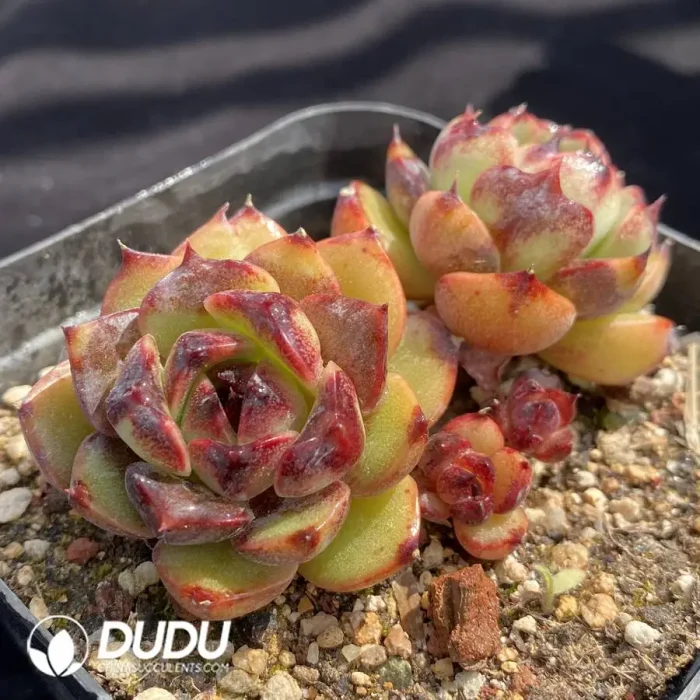 Echeveria Red Mountain Fruit Double Heads - Image 2