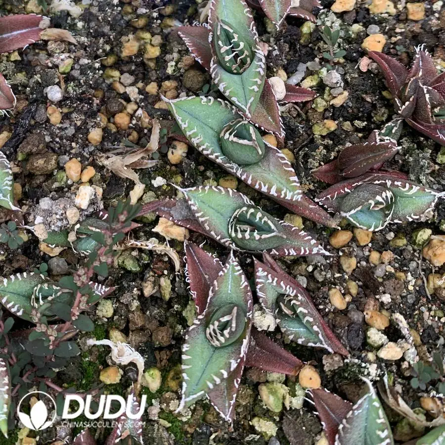 1745400124-e201.webp Agave Polaris Australis - Image 1