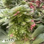 200MM Aeonium Zhifou Cluster - Image 2