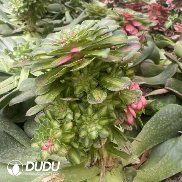 200MM Aeonium Zhifou Cluster - Image 2