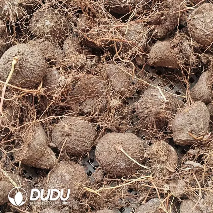 Dioscorea Mexicana Scheidw - Image 2