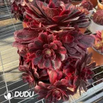 Aeonium Caput-Medusae Variegated Clustering