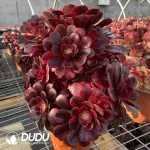 Aeonium Caput-Medusae Variegated Clustering - Image 2