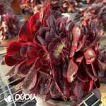 Aeonium Caput-Medusae Variegated Cristata