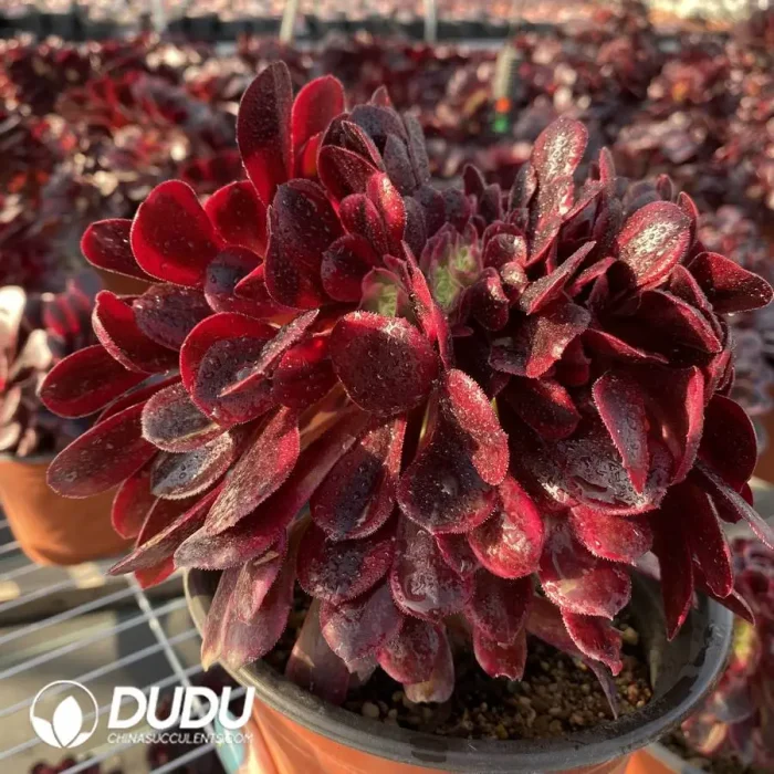 Aeonium Caput-Medusae Variegated Cristata - Image 2