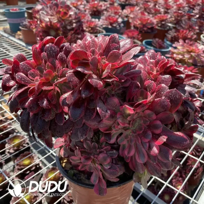 Aeonium Caput-Medusae Variegated Cristata - Image 2