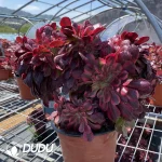 Aeonium Caput-Medusae Variegated Cristata - Image 3