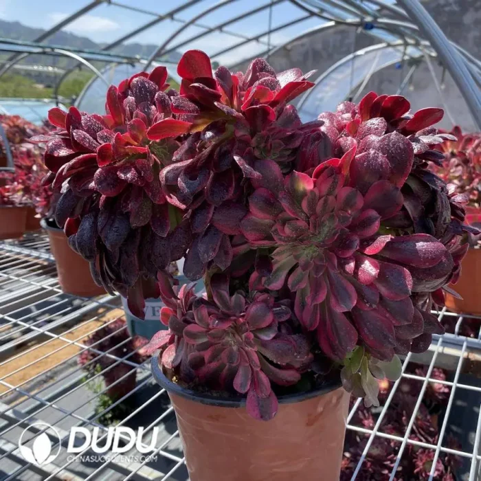 Aeonium Caput-Medusae Variegated Cristata - Image 3