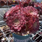 Aeonium Yu Ji Variegated Cluster - Image 2