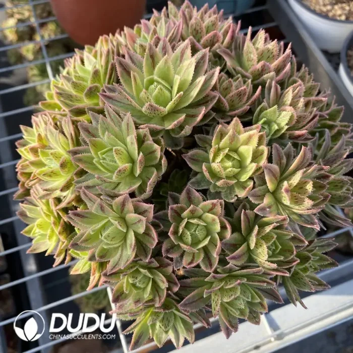 1745471929-e201.webp Aeonium Bare Metal Clustering - Image 1