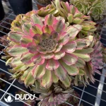 Aeonium Fendai Clustering