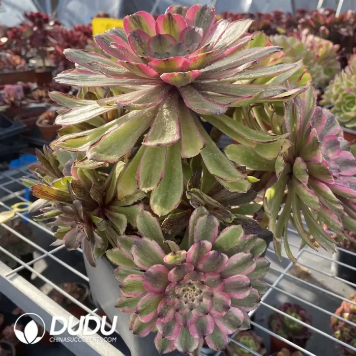 Aeonium Fendai Clustering - Image 2