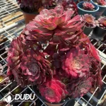 Aeonium Athena Cristata