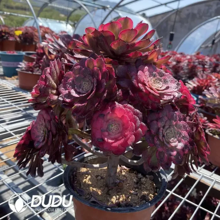 Aeonium Athena Cristata - Image 2