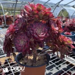 Aeonium Athena Cristata - Image 3