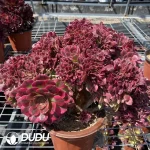 Aeonium Stars Clustering