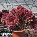 Aeonium Stars Clustering - Image 2