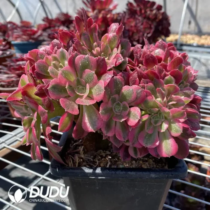 Aeonium Pink witch Cristata - Image 2
