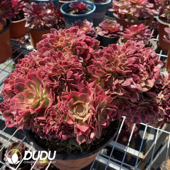 Aeonium Athena Cristata - Image 1