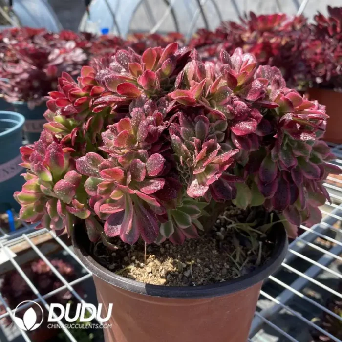 Aeonium Black King Kong Cristata - Image 2