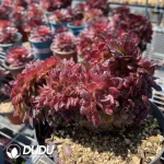 Aeonium Jade Ice Clustering