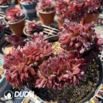 Aeonium Jade Ice Clustering - Image 2