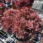 Aeonium Yuhua Stone Clustering