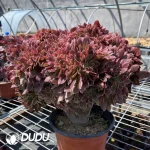 Aeonium Yuhua Stone Clustering - Image 2