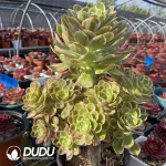 Gymnocalycium baldianum f. cristata - Image 2