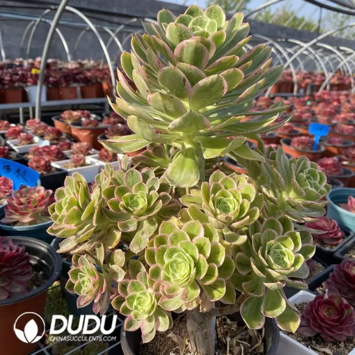 Gymnocalycium baldianum f. cristata - Image 2