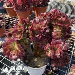 Cactus-Boobie Variegated (Without Root)