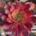 Aeonium Halloween Super White Variegated clustering