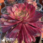 Aeonium Halloween Super White Variegated clustering - Image 2