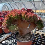 Agave White Ice - Image 2