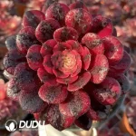 Aeonium Ou Jiali