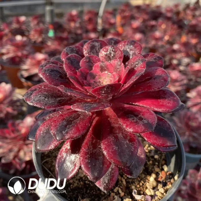 Aeonium Ou Jiali - Image 2